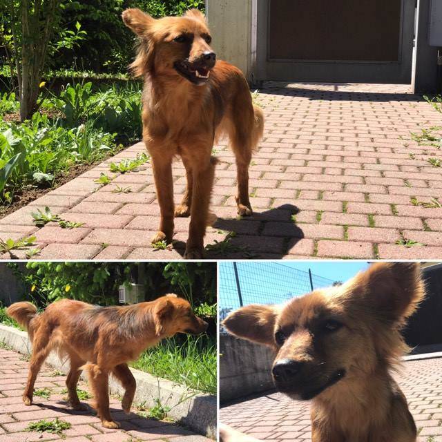 cagnolina