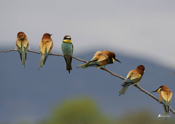 La foce dell’Isonzo