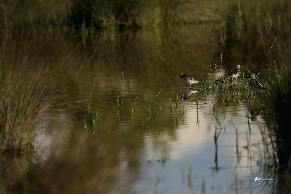 La foce dell\'Isonzo
