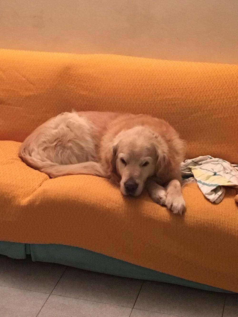 Il cane jack