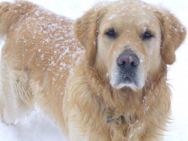 Il cane jack
