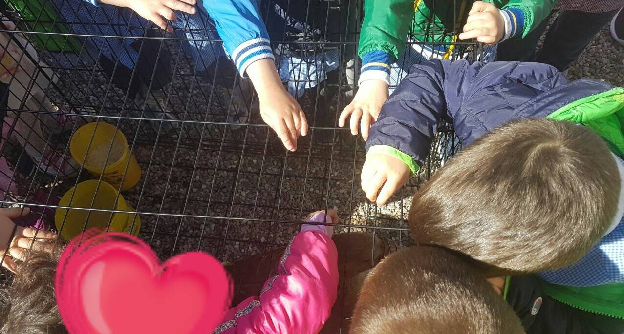 L'oca becco di rame a Cunardo