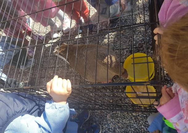 “Becco di rame” all’asilo di Cunardo