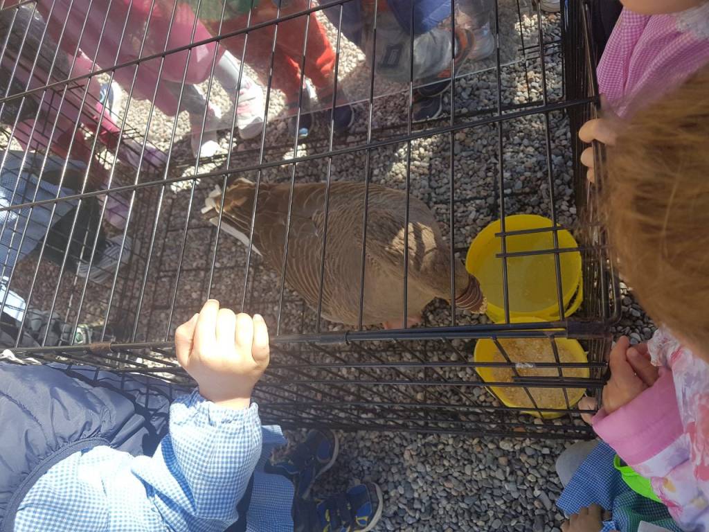 L'oca becco di rame a Cunardo