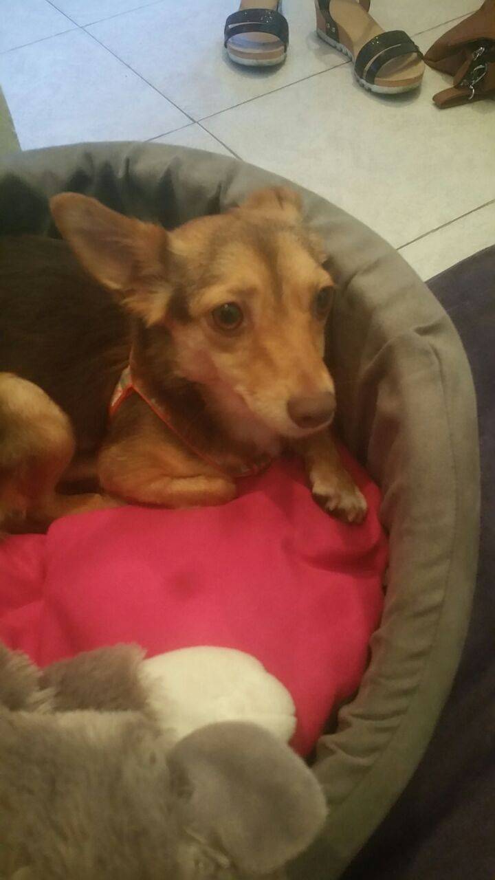 Molly