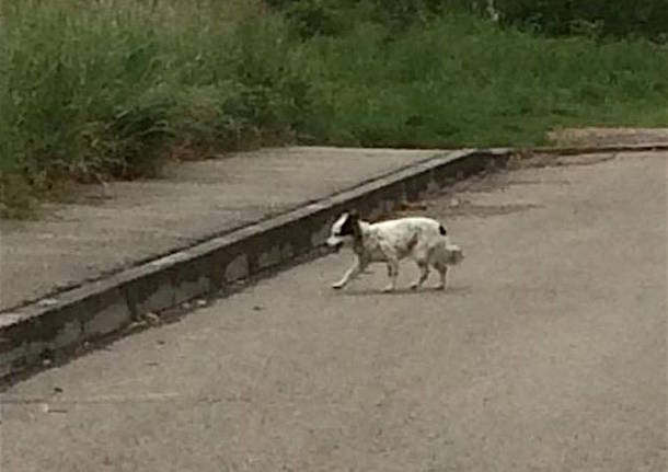 Chi ha perso Perla?