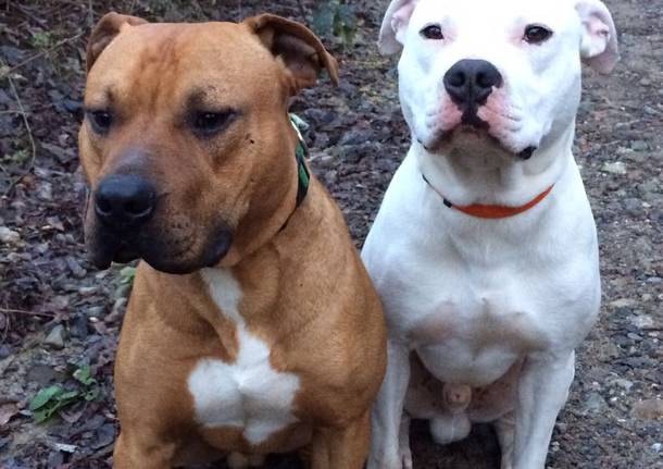 Chi vuole due cuccioloni di pitbull?