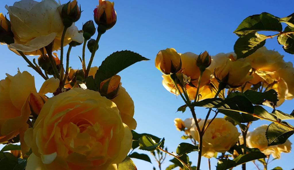 rose