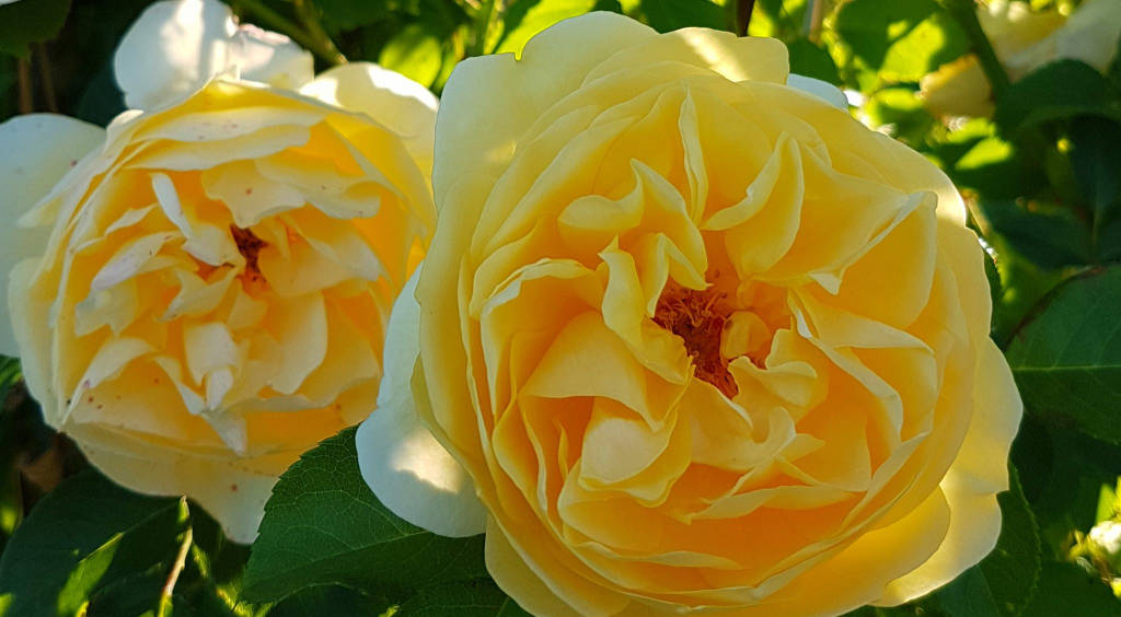rose