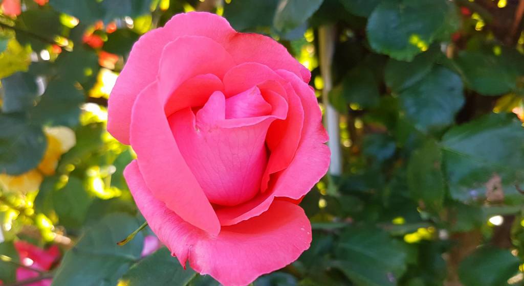 rose
