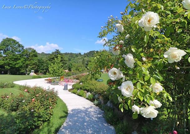 roseto parco delle rivette induno olona luca leone