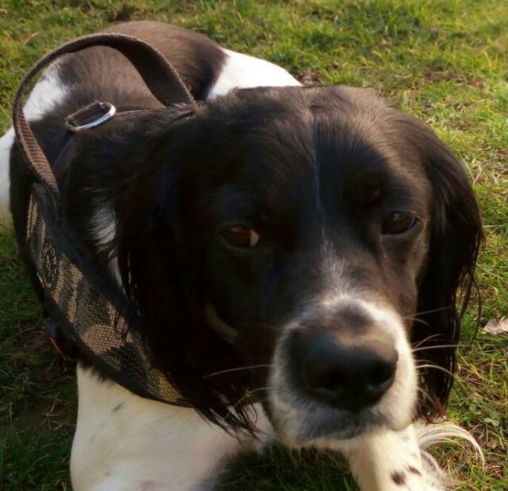 spillo cane
