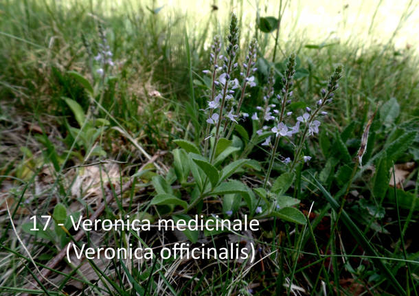 Teresio Colombo a Velate, Rasa e Parco di Villa Cagnola