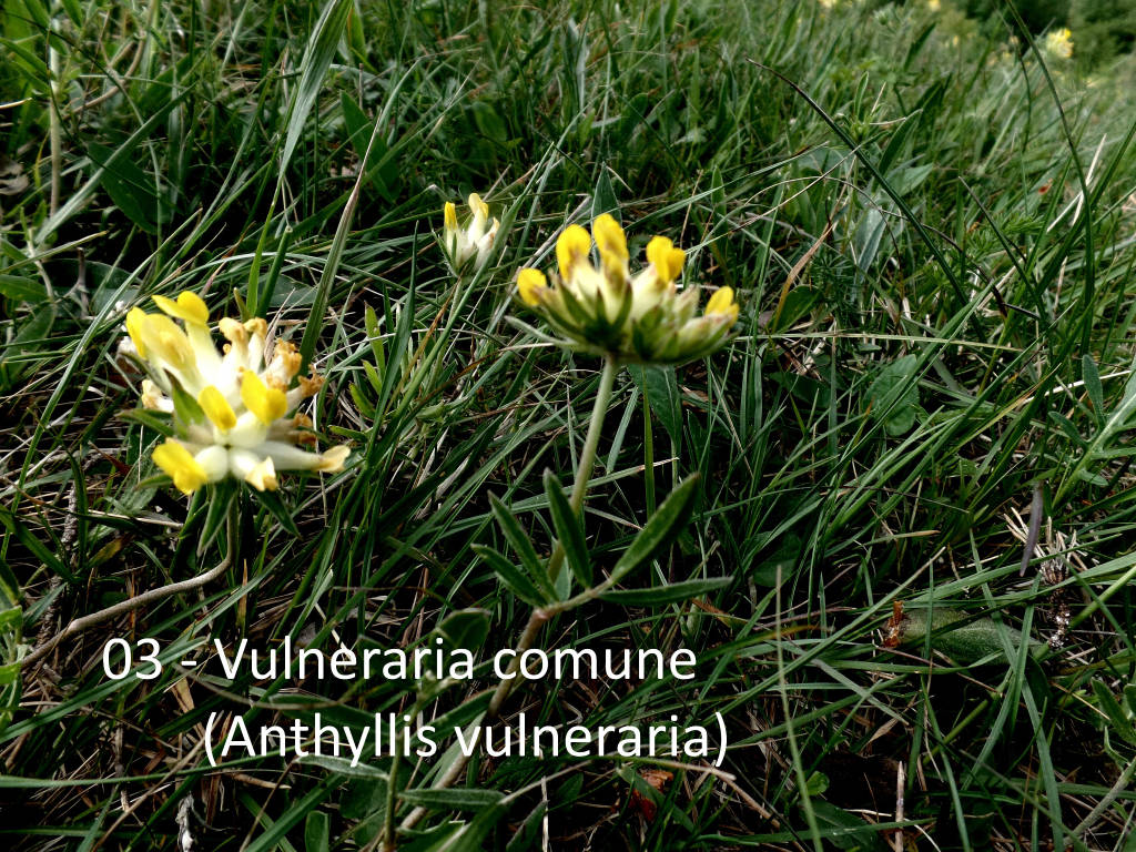 Teresio Colombo a Velate, Rasa e Parco di Villa Cagnola