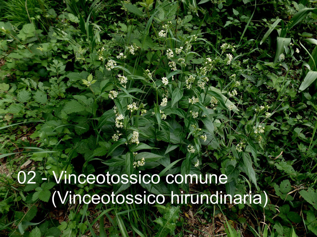 Teresio Colombo al villaggio Cagnola, alle Pizzelle e alla Rasa