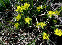 Teresio Colombo alle Pizzelle e alla Rasa