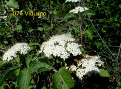 Teresio Colombo alle Pizzelle e alla Rasa