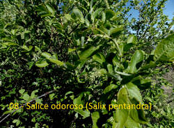 Teresio Colombo alle Pizzelle e alla Rasa