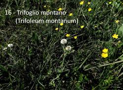 Teresio Colombo Rasa Tagliata