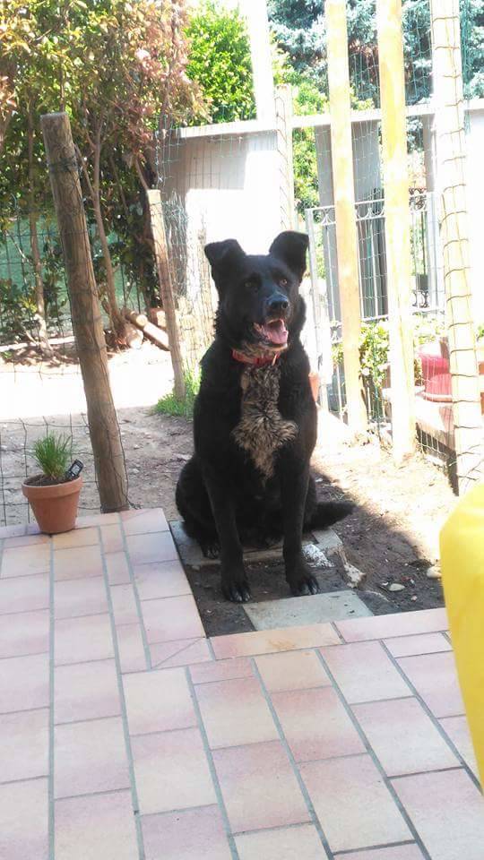 Cane Ferrera
