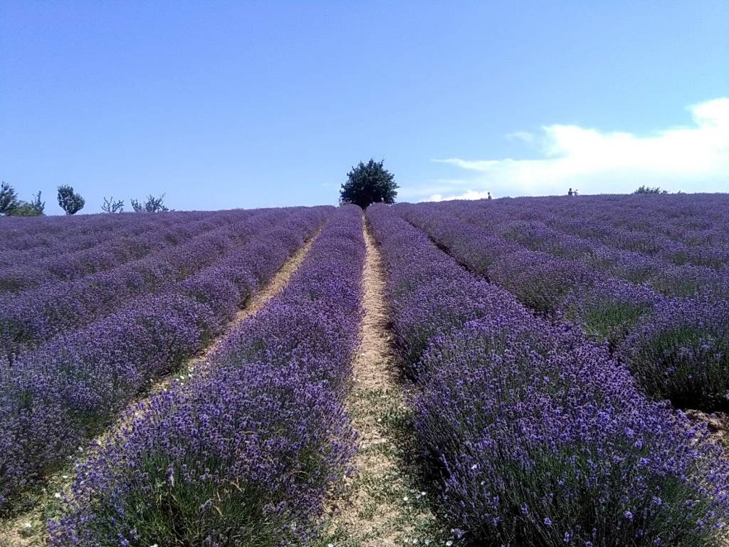 Sembra la Provenza....