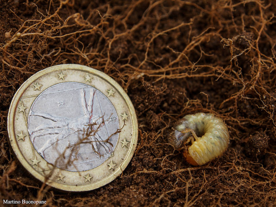 La Popilia che infesta i campi coltivati