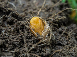 La Popilia che infesta i campi coltivati