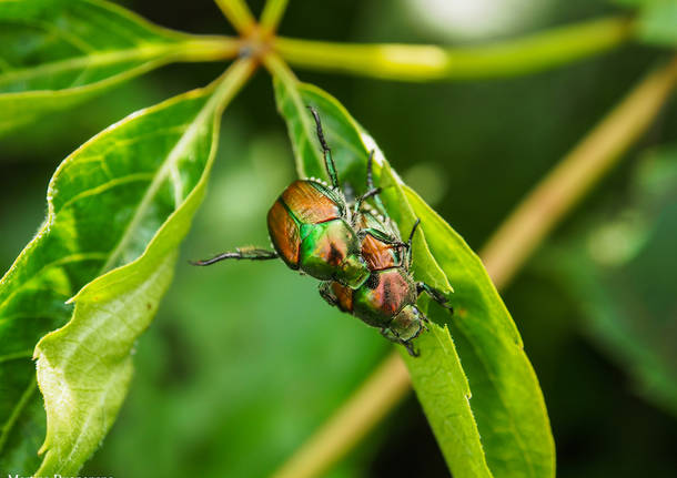 La Popilia che infesta i campi coltivati