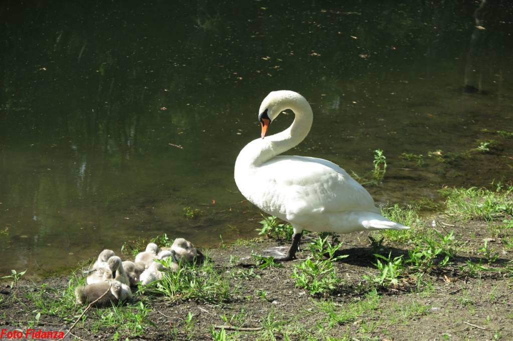 Mamma cigno con i piccoli