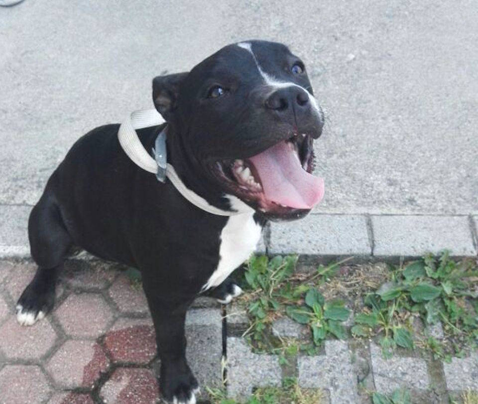 Cucciolone pitbull