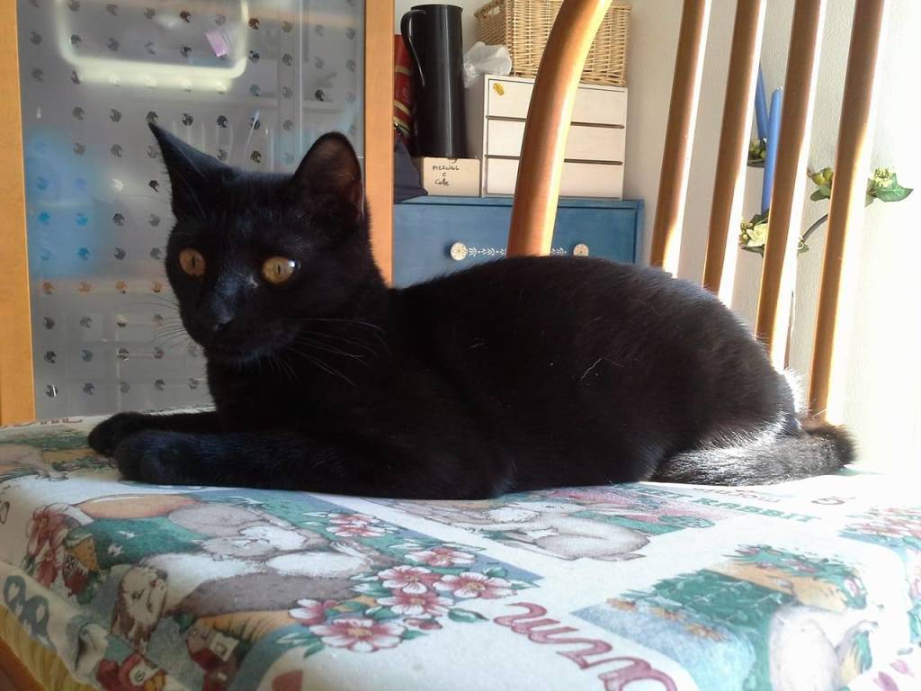 gatto nero