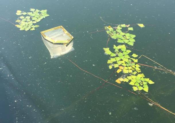 Inquinamento da lanterne nel lago di Varese