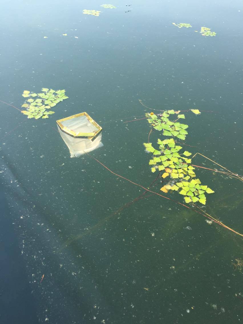 Lanterne disperse nel lago