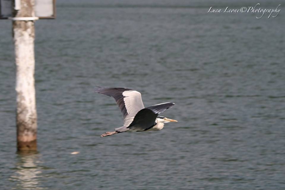 Lavena Ponte Tresa - L'Airone allo stretto di Lavena - foto di Luca Leone