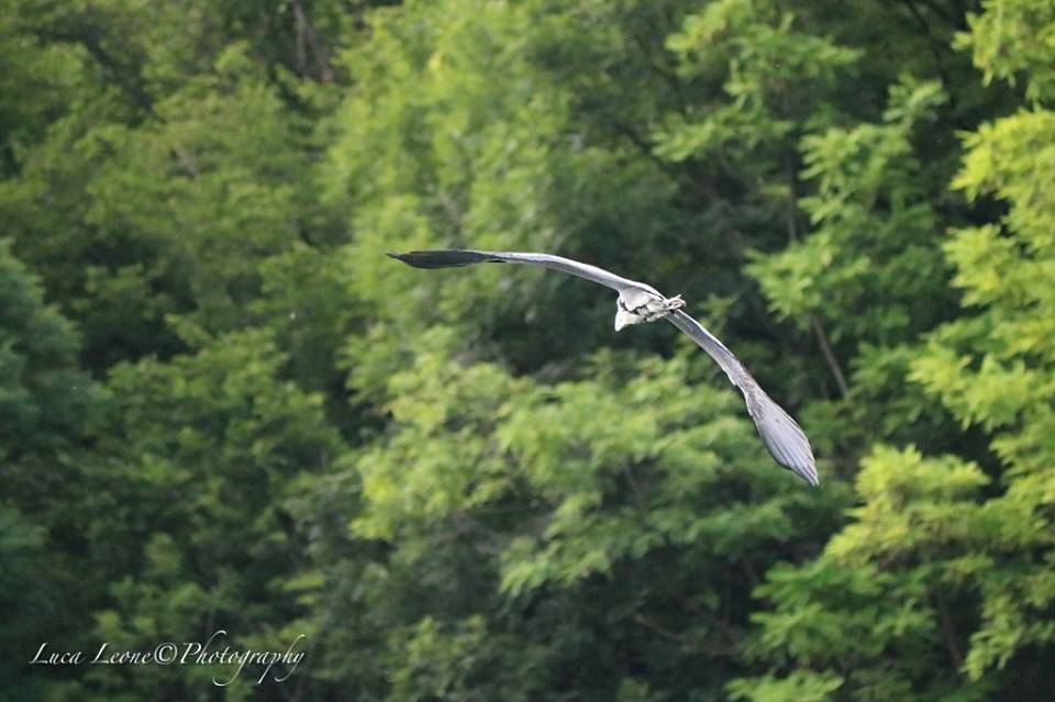 Lavena Ponte Tresa - L'Airone allo stretto di Lavena - foto di Luca Leone