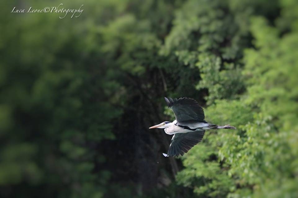 Lavena Ponte Tresa - L'Airone allo stretto di Lavena - foto di Luca Leone