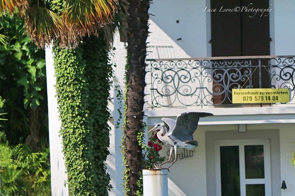 Lavena Ponte Tresa - L'Airone allo stretto di Lavena - foto di Luca Leone