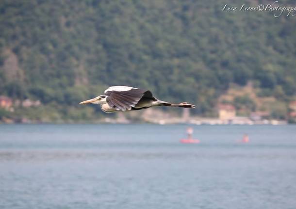 Lavena Ponte Tresa - L'Airone allo stretto di Lavena - foto di Luca Leone