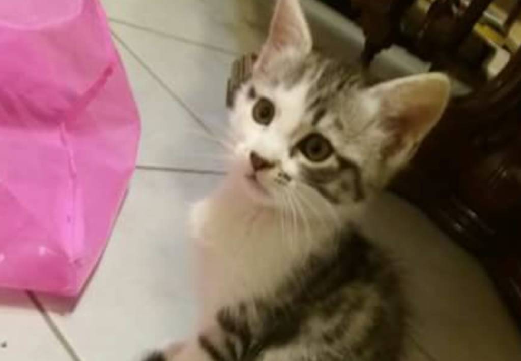 Micia