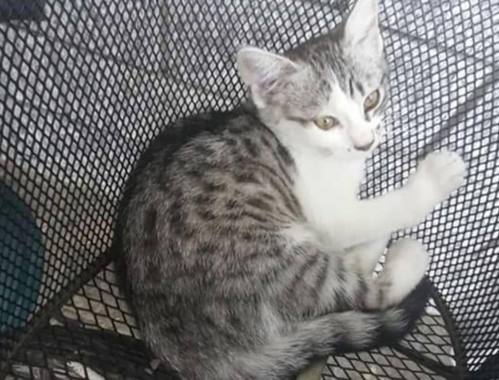 Micia