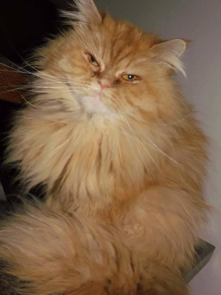 Persiano rosso