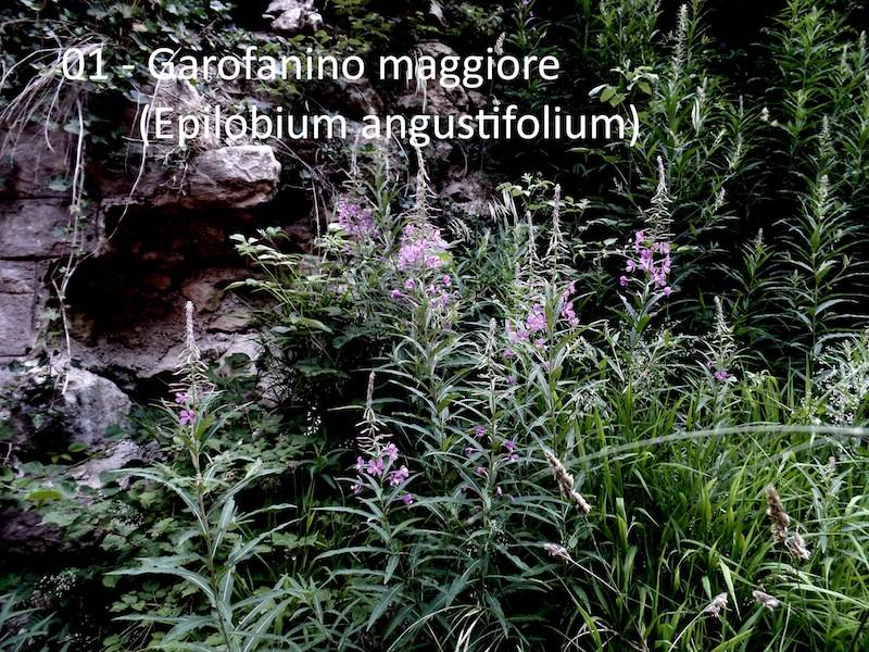 Teresio Colombo Monte Tre Croci 2017