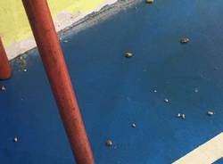 Vedano Olona - Degrado alla palestra di via Bixio