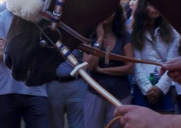 Palio Siena: 2 luglio 2017