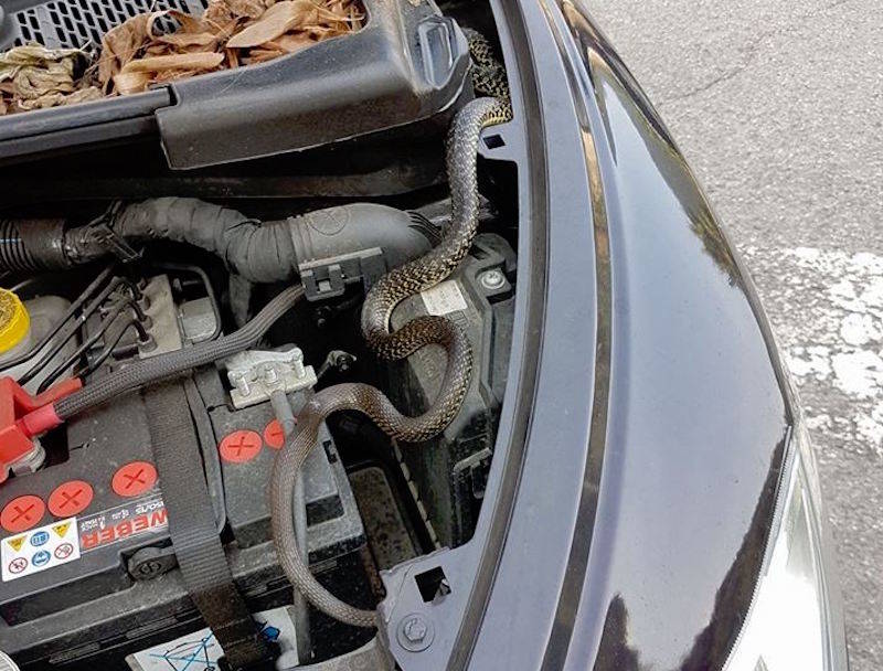 Il serpente nella macchina