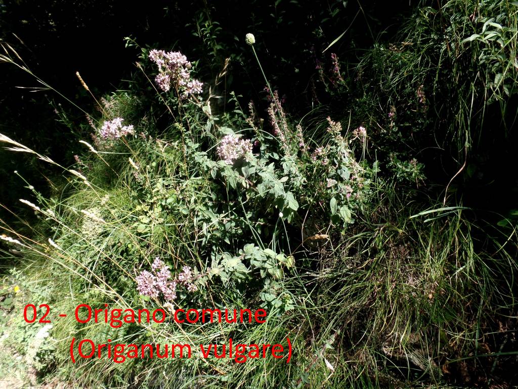 Le escursioni di Teresio: Villaggio Cagnola