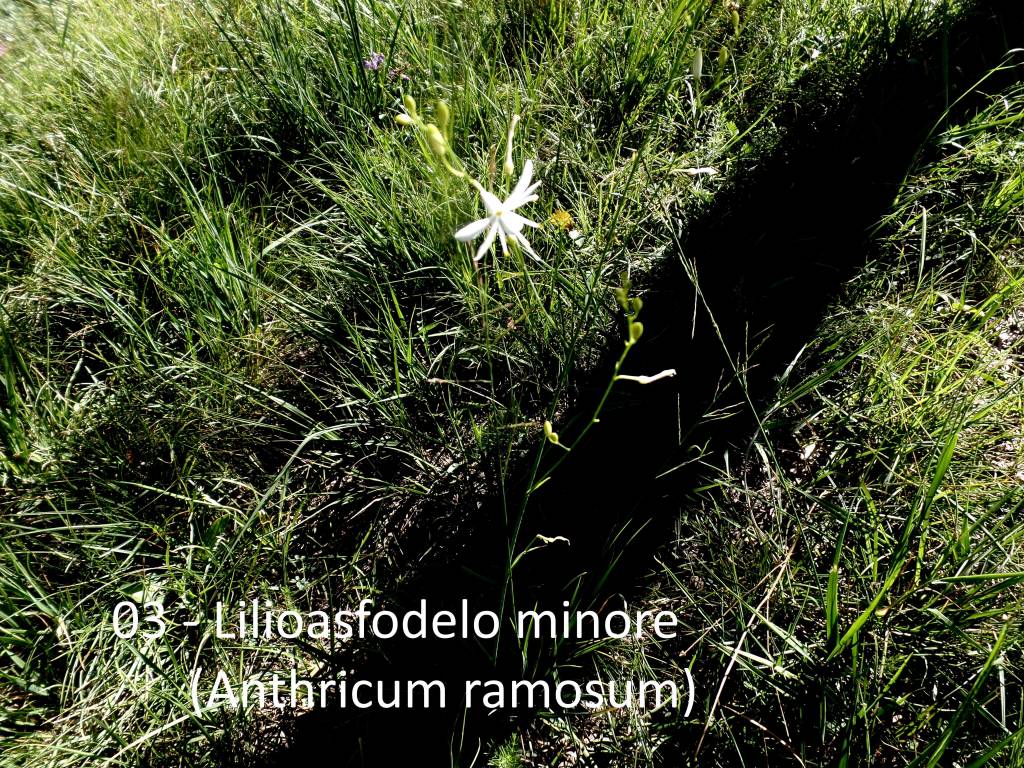 Le escursioni di Teresio: Villaggio Cagnola