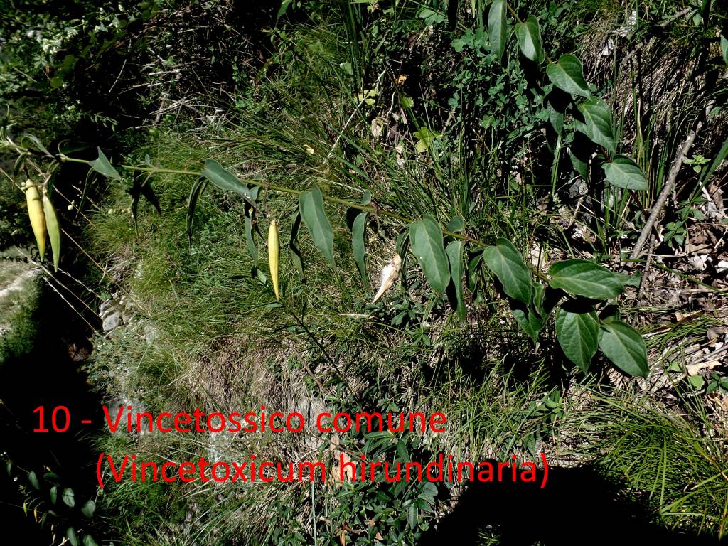 Le escursioni di Teresio: Villaggio Cagnola