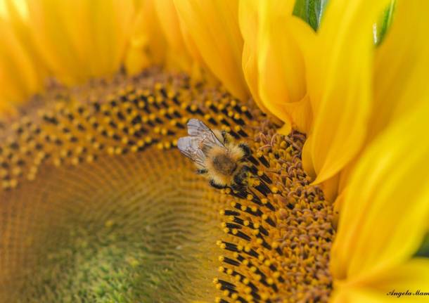 Girasole, il fiore dell’estate