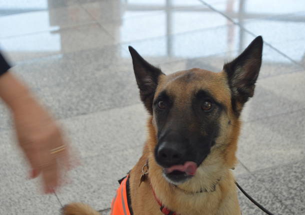 Pet therapy a Malpensa